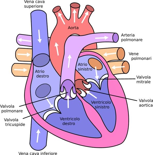 Valvola Aortica